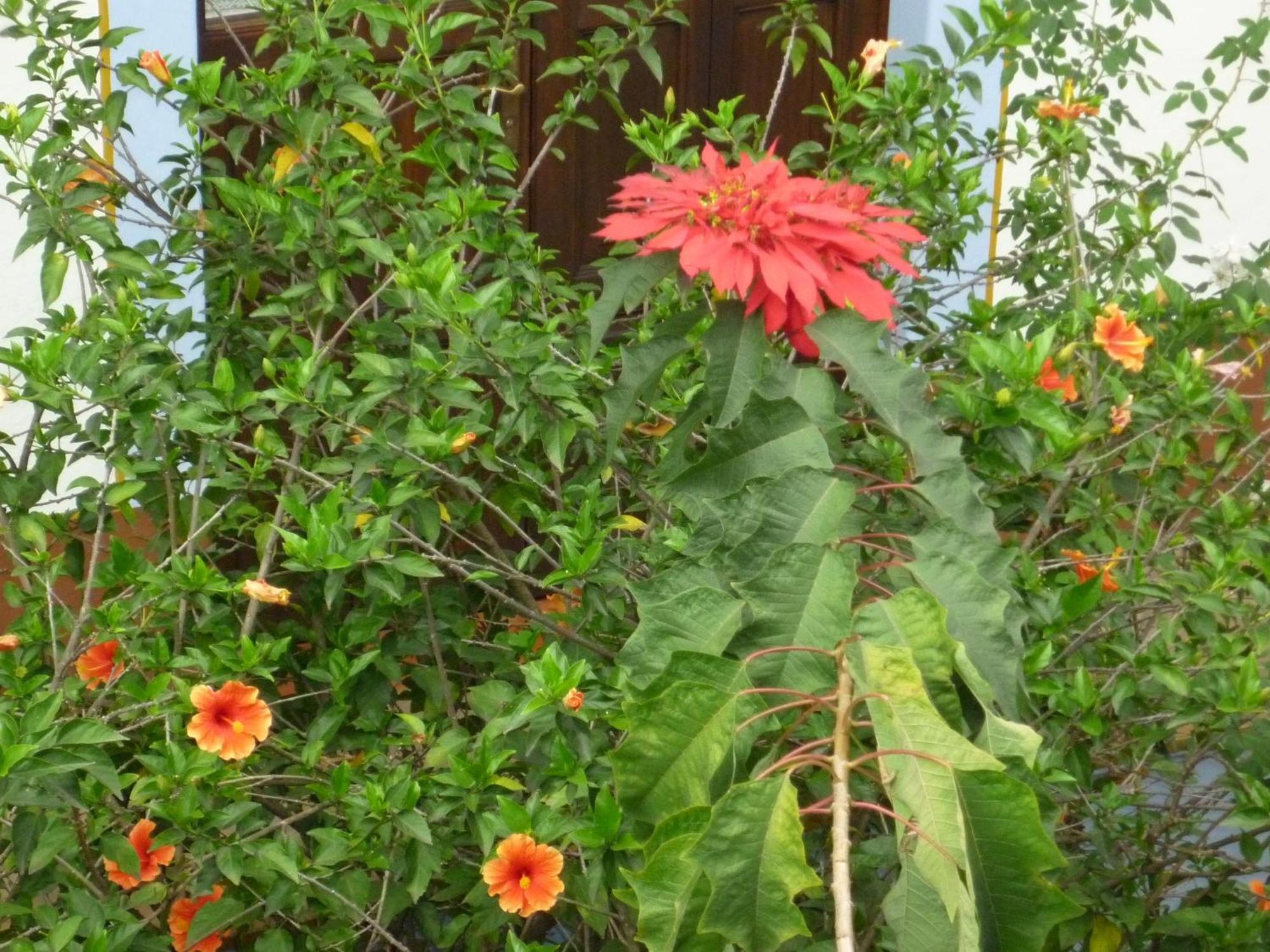 Meson Del Alferez Coatepec Ξενοδοχείο Coatepec  Εξωτερικό φωτογραφία